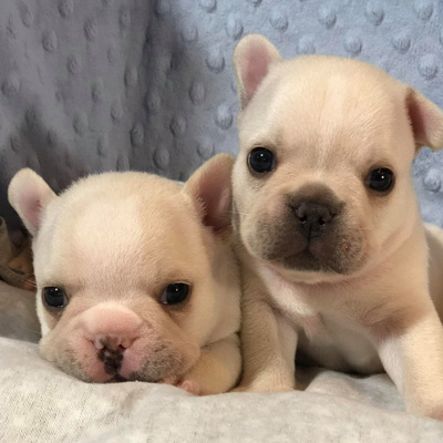 Adorable Frenchies